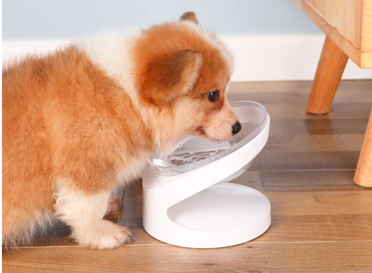 Bol incliné transparent pour chat – Anti-vomissements et ergonomique