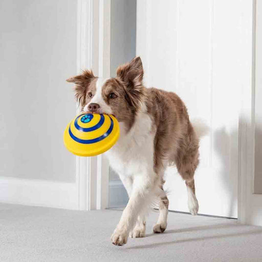 Disque Sonore pour Chien