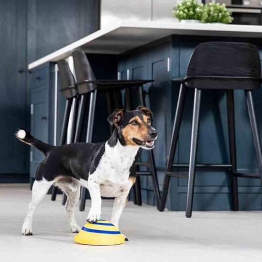 Disque Sonore pour Chien